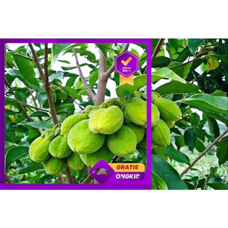 Bibit tanaman pohon kayu gaharu super king asli wangi