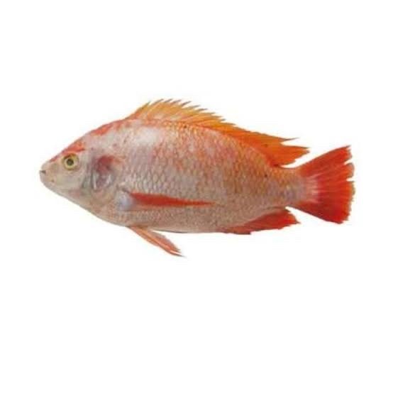 

ikan nila merah fresh 1 kg