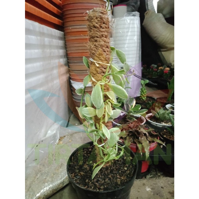 Sukulen Hoya Hybrid Carnosa Serpens Variegata