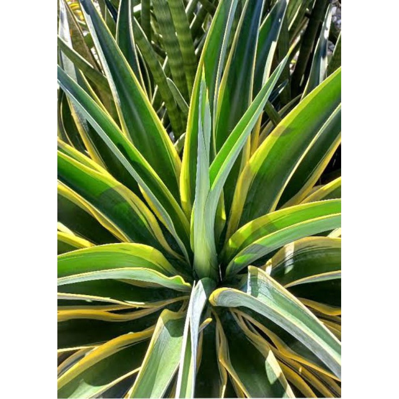 Agave mahkota/ attenuata/ variegata