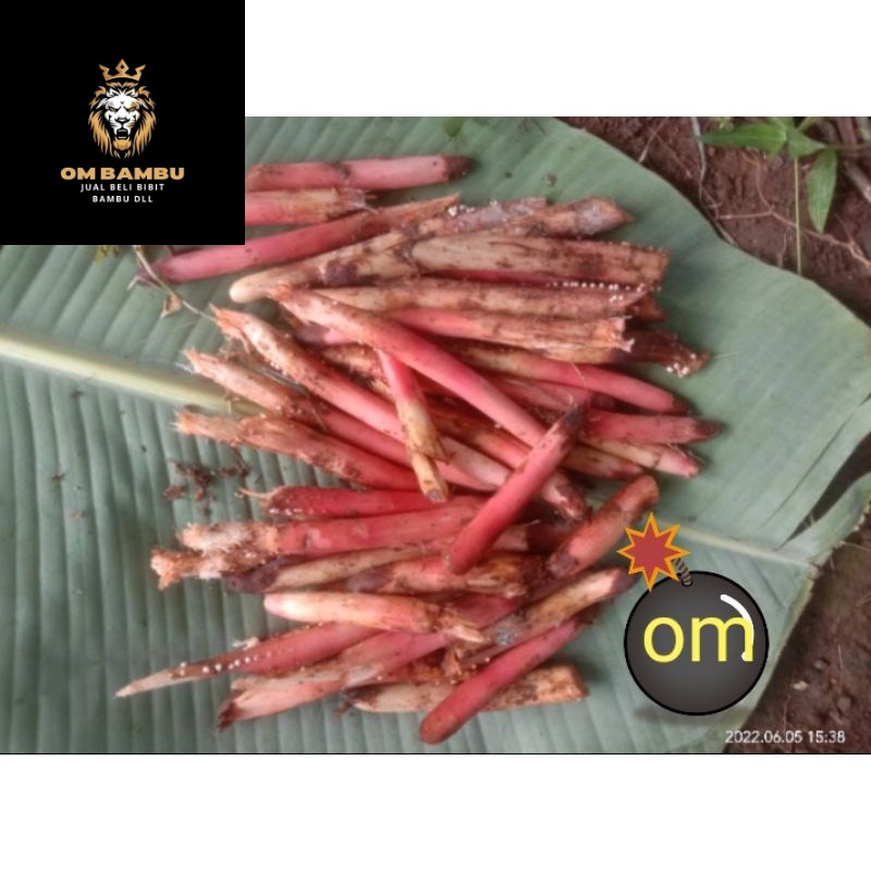

akar pohon pinang muda basah herbal promo