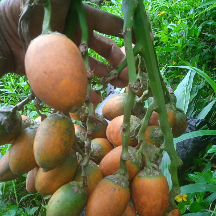 

BISA COD buah pinang tua obat herbal organik per 500 gram