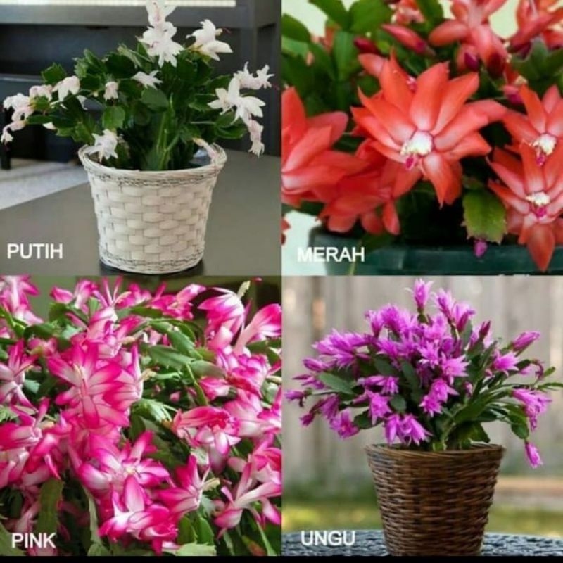 ( TERMURAH) Paket 4 Wijaya Kusuma Kepiting Bunga Merah, Putih, Pink, Ungu / Tanaman Hias Wijaya Kusu