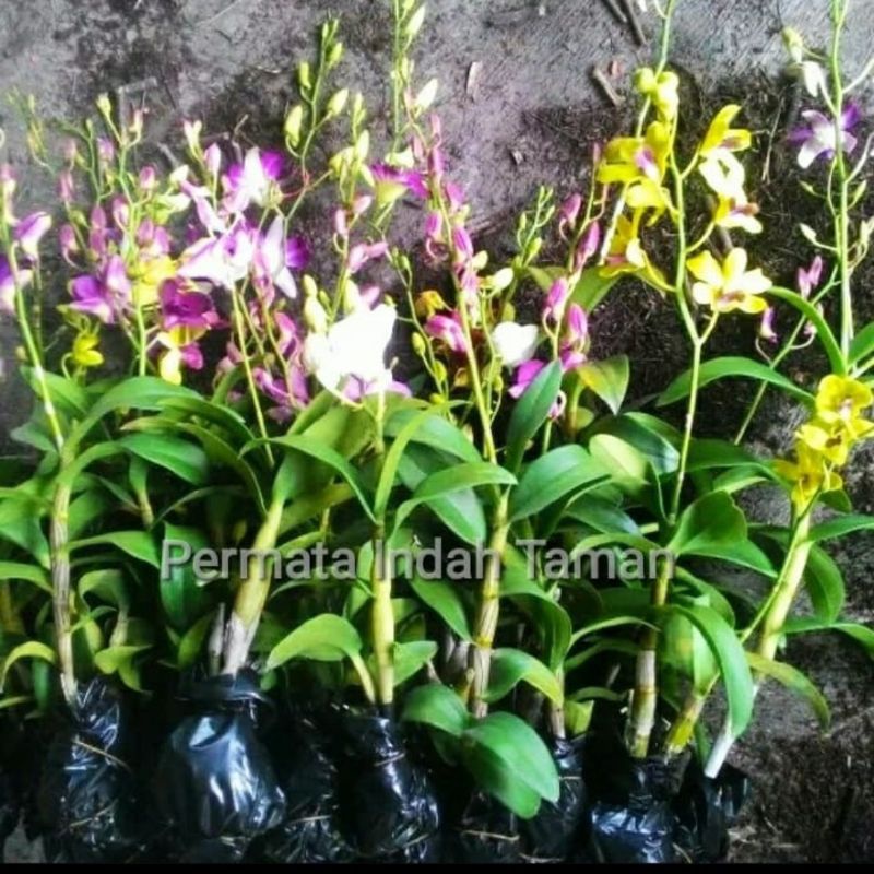 ANGGREK DENDROBIUM SIAP BERBUNGA-DENDROBIUM--BUNGA HIAS ANGGREK-BUNGA HIDUP