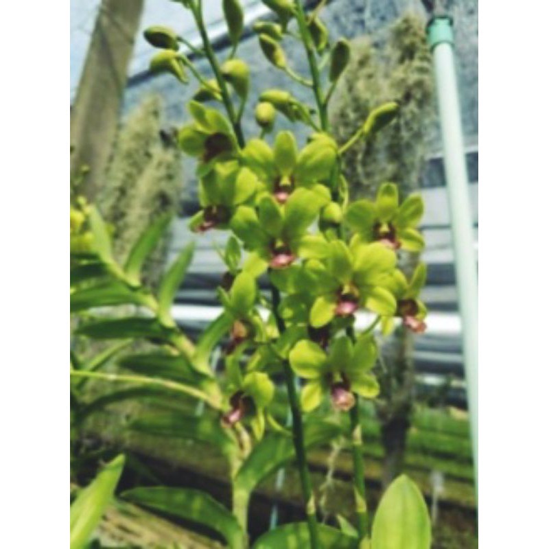 dendrobium jitrapong /jda besar siap bunga jumbo