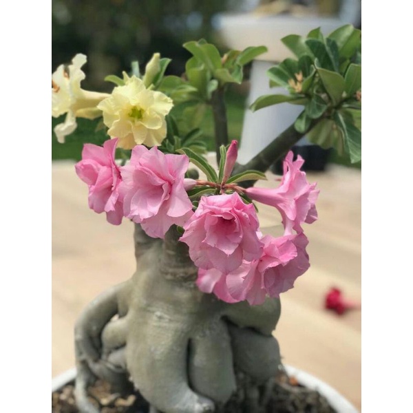 (TERMURAH) Bibit bunga adenium bahan bonsay/adenium bunga tumpuk swallow/kamboja jepang bonggol besa