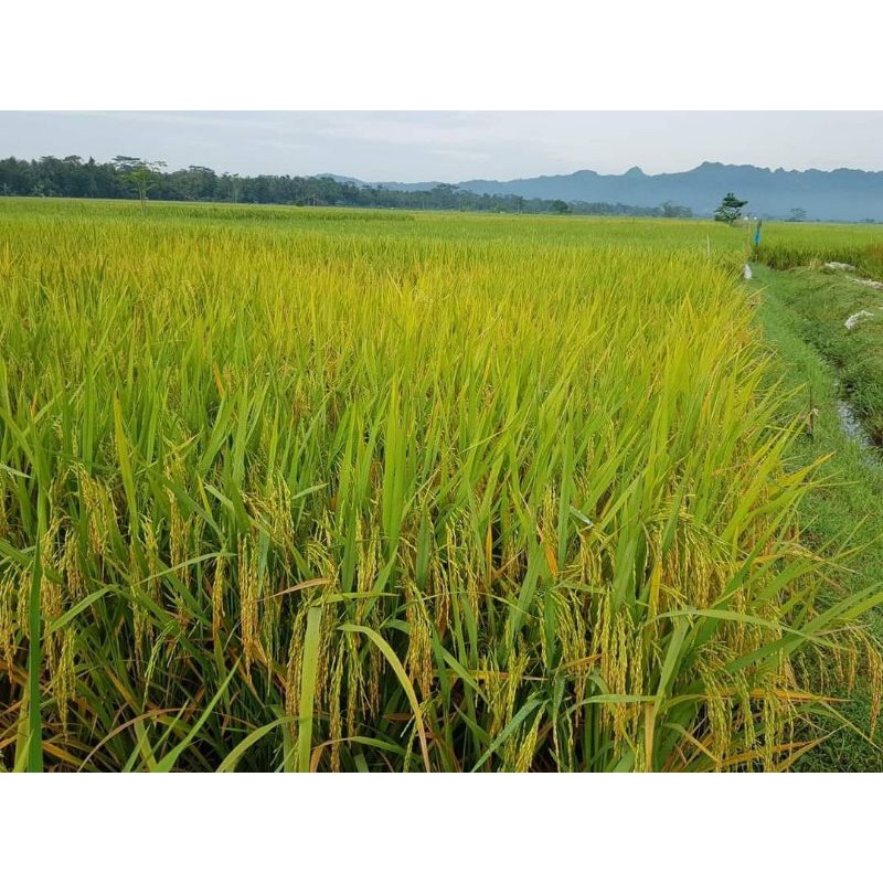 BENIH PADI ROJO LELE/5kg