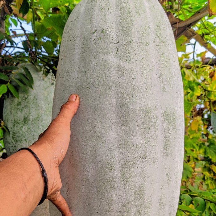 buah bligo buah kundur beligo 4kg