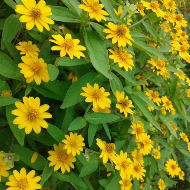 Bibit tanaman hias bunga matahari seribu bintang Beli 3 gratis 1