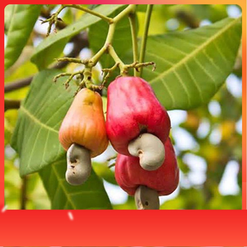 Terlaris Bibit Jambu Mede Bibit Jambu Monyet Pohon Jambu Mede Jambu Mete  okulasi unggul cepat berbu