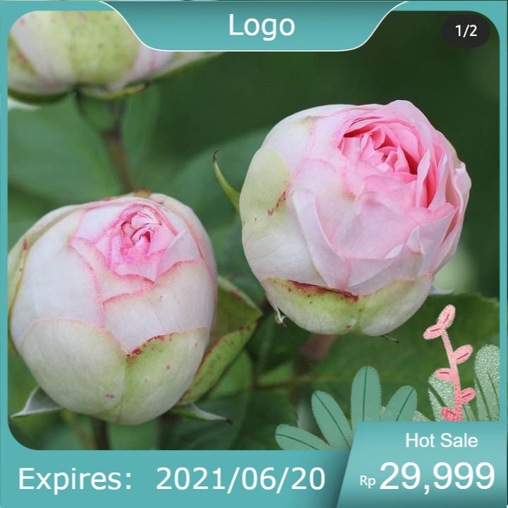 Bibit Tanaman Hias Bunga Mawar Import Charming Piano/Mawar Hidup Charming Piano