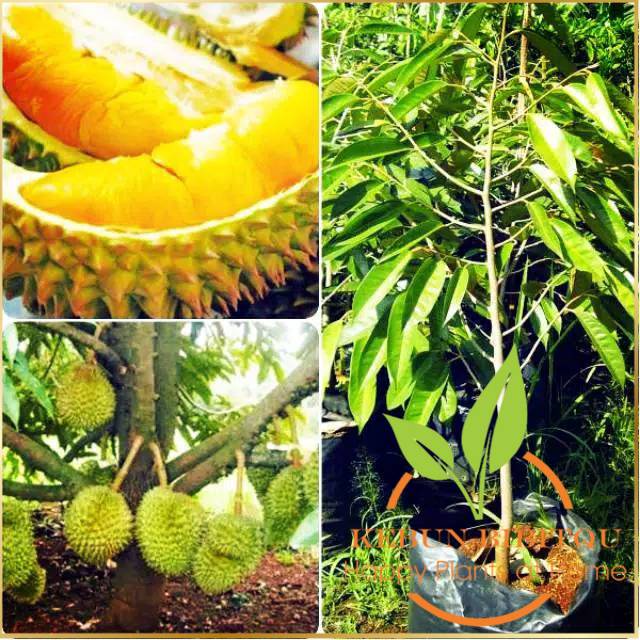bibit durian musangking unggul Kebun BibitQu