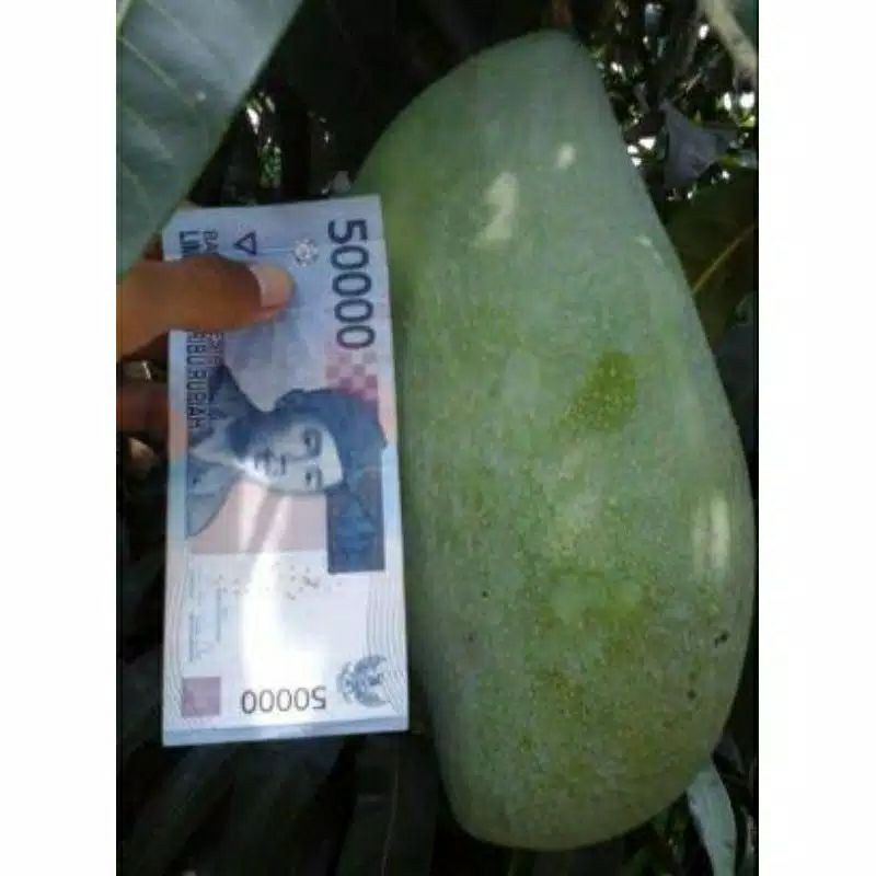 Bibit mangga mahatir (tinggi 50-70cm) buah jumbo