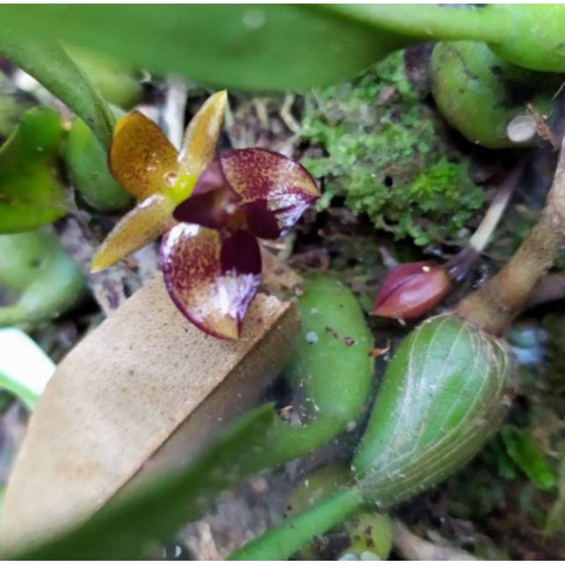 Bisa cod anggrek wangi bulbophyllum ecornutum/ anggrek spesies wangi