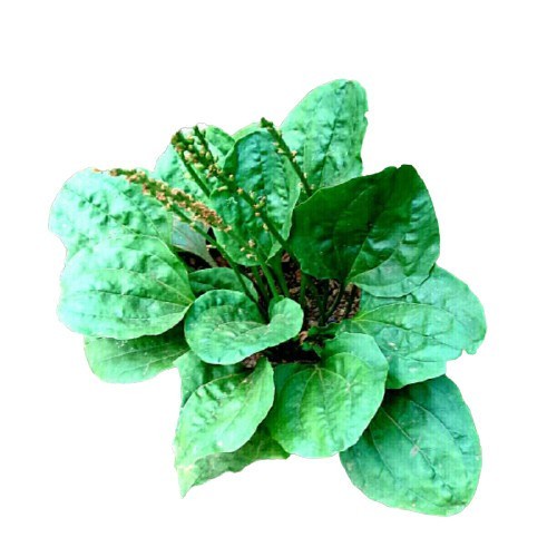 

Daun kiurat kisendok segar / herbal daun sendok 1kg