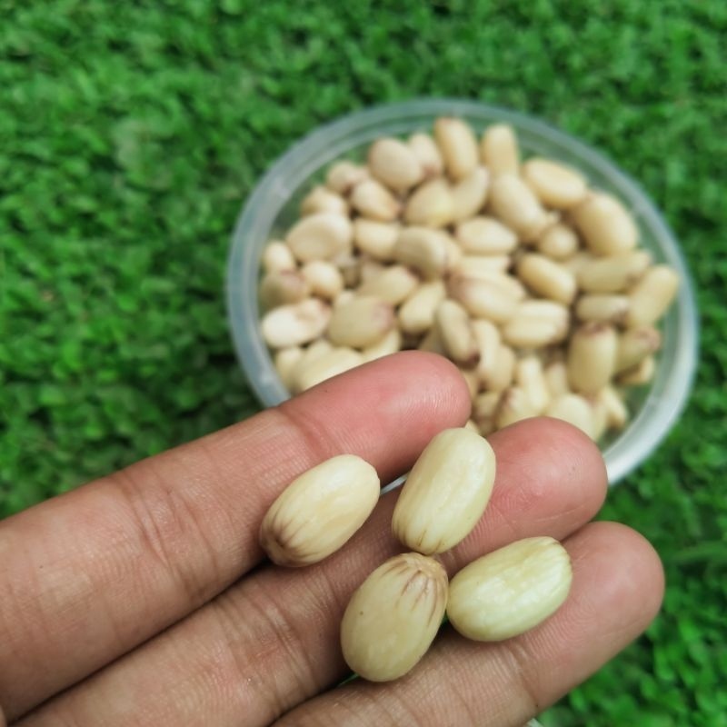 UMPAN BIJI JARAK UMPAN PANCING BAWAL BIJI JARAK FERMENTASI SIAP PAKAI GACOR GALATAMA MASTERAN HARIAN