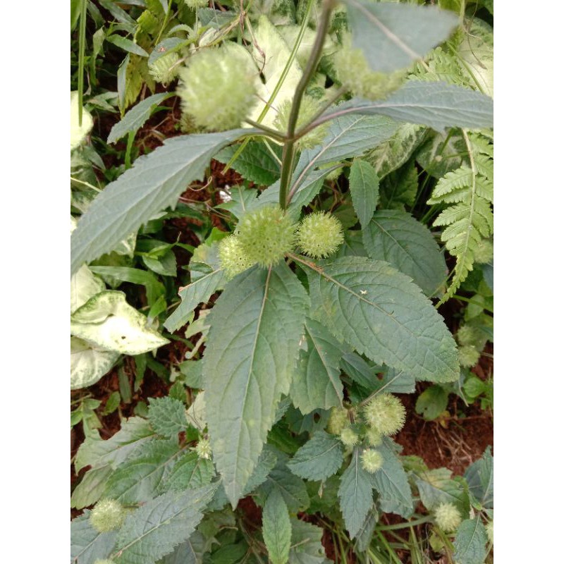 

termurah terbaik daun lappo lappo segar 100 gram