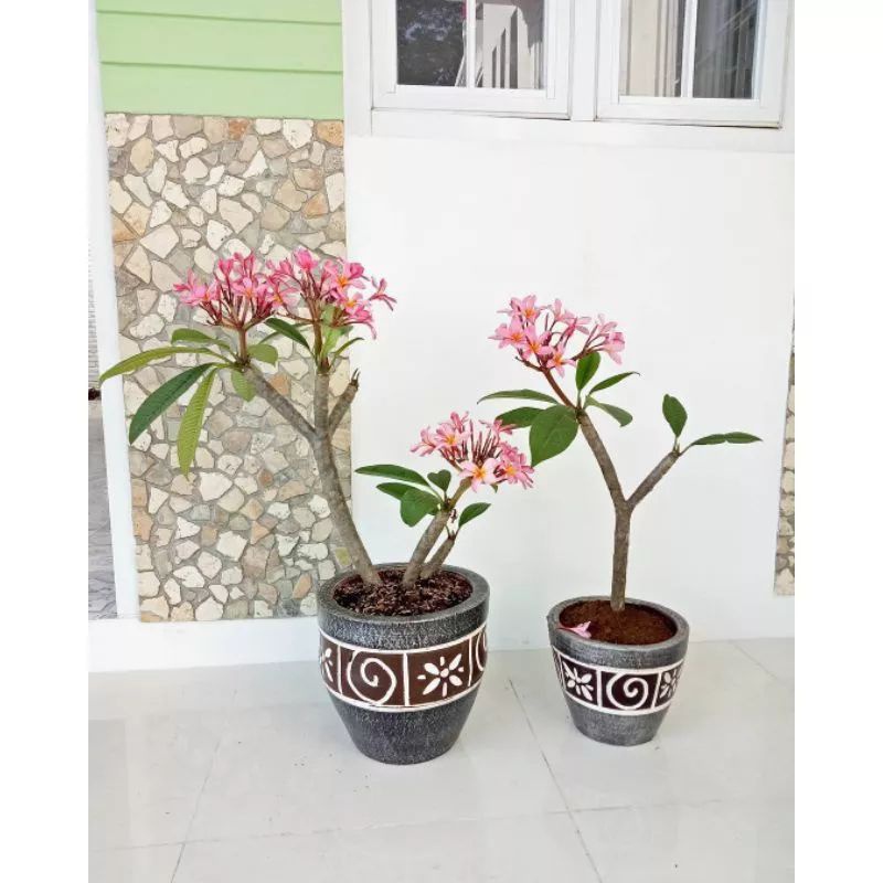 Tanaman hias kamboja bali 1 meter bunga (pink-kuning)