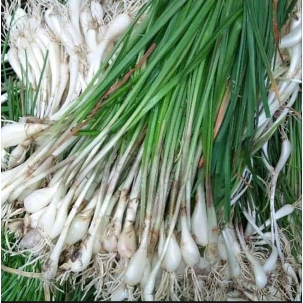 Bibit tanaman bawang kuncai/bawang kucai siap tanam