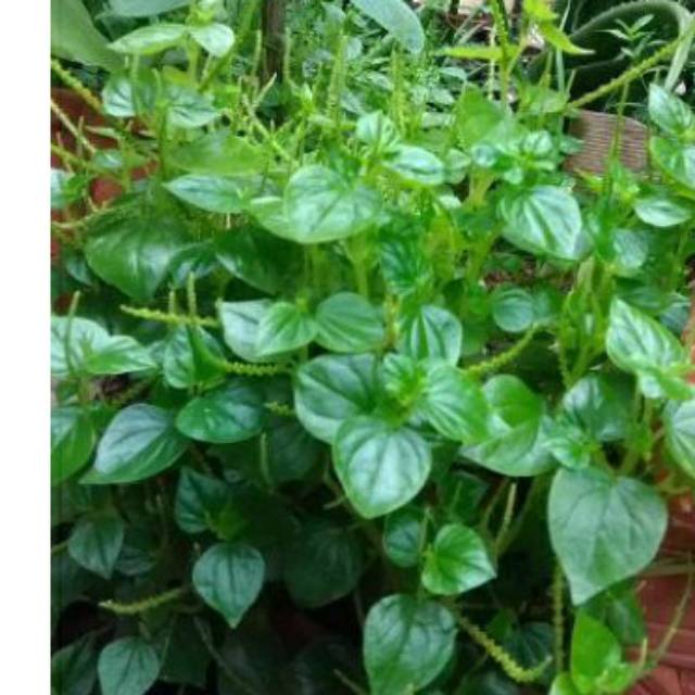 

Sirih cina obat herbal