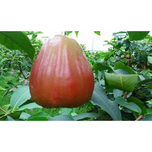 Tanaman Buah Jambu Air Bajang Leang (Syzygium aqueum )BONUS Bibit Blackberry (rubus sp)