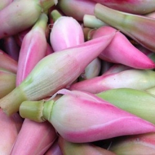 

Bunga kecombrang kencong honje kincung umbi