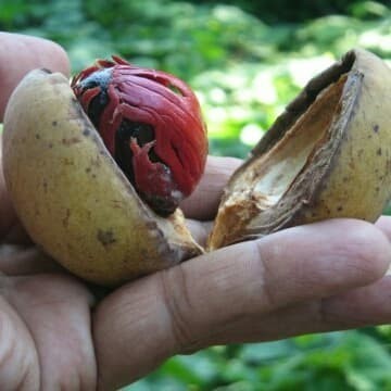 BIBIT BENIH BIJI BUAH PALA