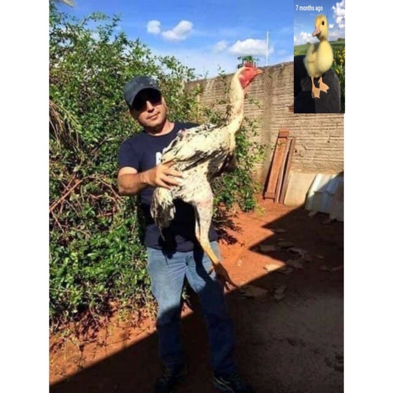 

TELUR AYAM GORDZILA F1 UNTUK DI TETASKAN