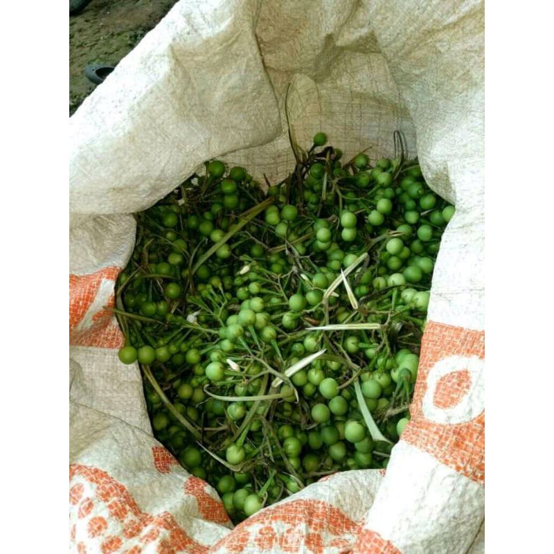 

BUAH TAKOKAK / TERUNG PIPIT / rimbung