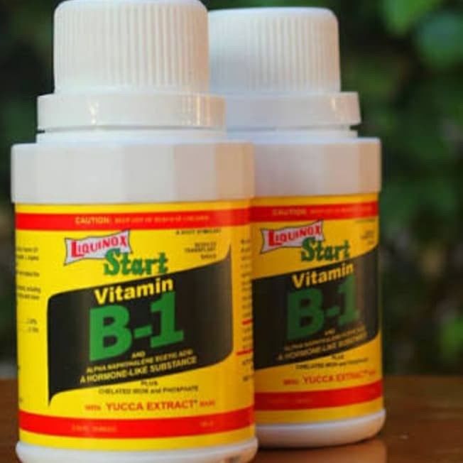 agodacollection87_mall Vitamin B1 LIQUINOX 100ML untuk tanaman aglonema