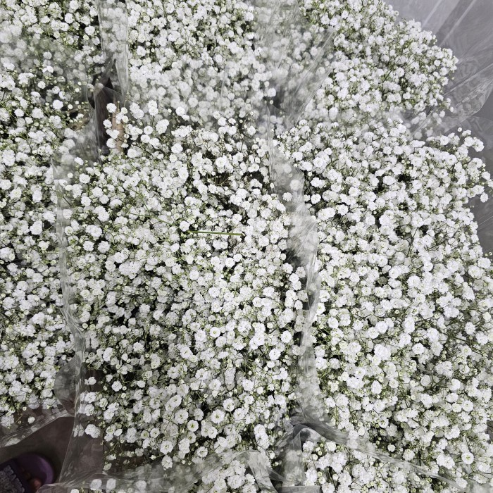 Bunga Baby Breath  Fresh