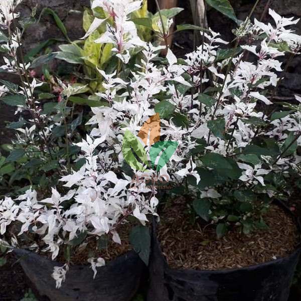 Bunga ANTING PUTRI SALJU - Tanaman Hidup Bunga Hias Anting Putri Salju - Tanaman Bunga Bonsai