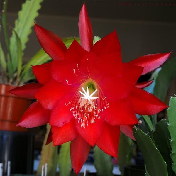 wijaya kusuma merah ackermannii (Epiphyllum oxypetallum )(bangkok) BERGARANSI plantstara