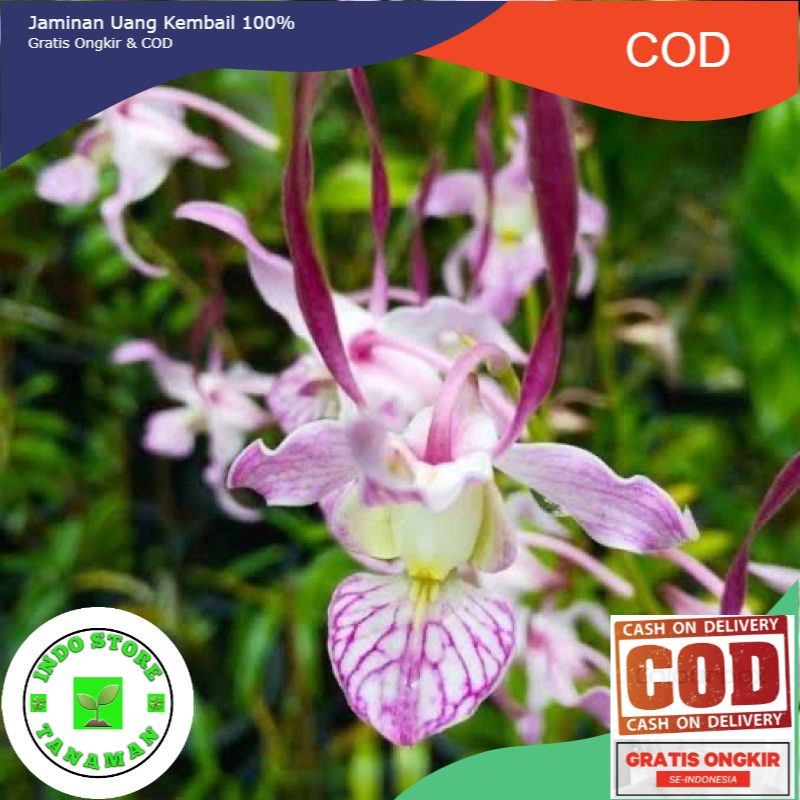 anggrek dendrobium leporinum seedling (BISA COD)