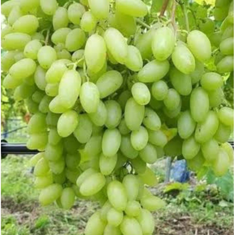 Bibit anggur import jenis landysh VALID