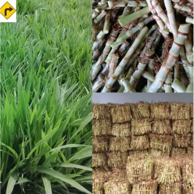 Bibit Rumput Odot Per batang
