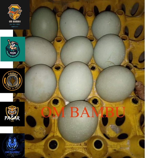 

telur bebek mentah/bebek angon sawah rawa