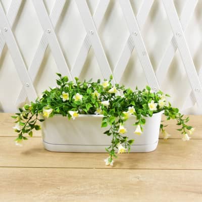 Clover Pot Tanaman Slim - Putih