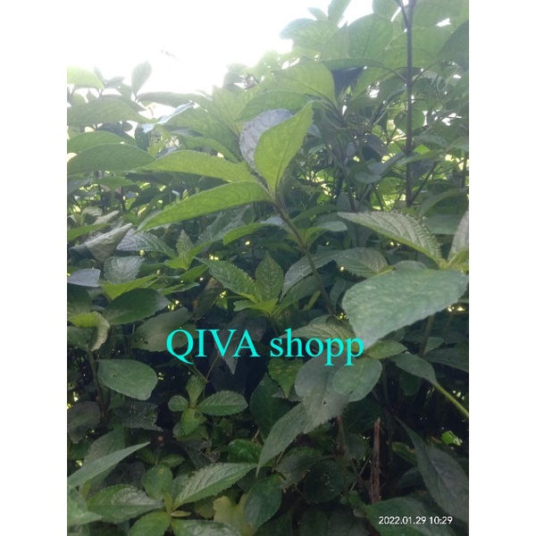 

daun keji beling/pecah beling/ki beling dari kebun indah