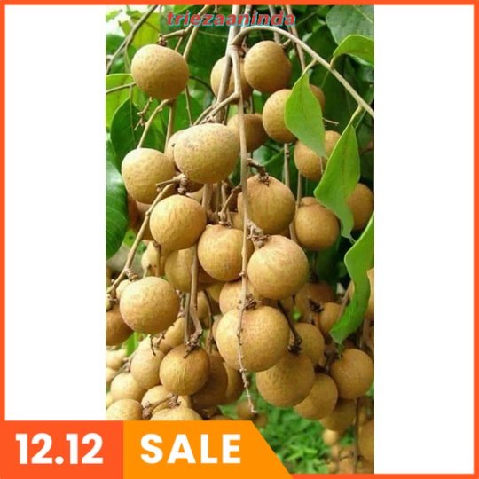 Pupuk Hormon Generatif, Pelebat Pemanis Buah-Buahan, Hormon Giberelin