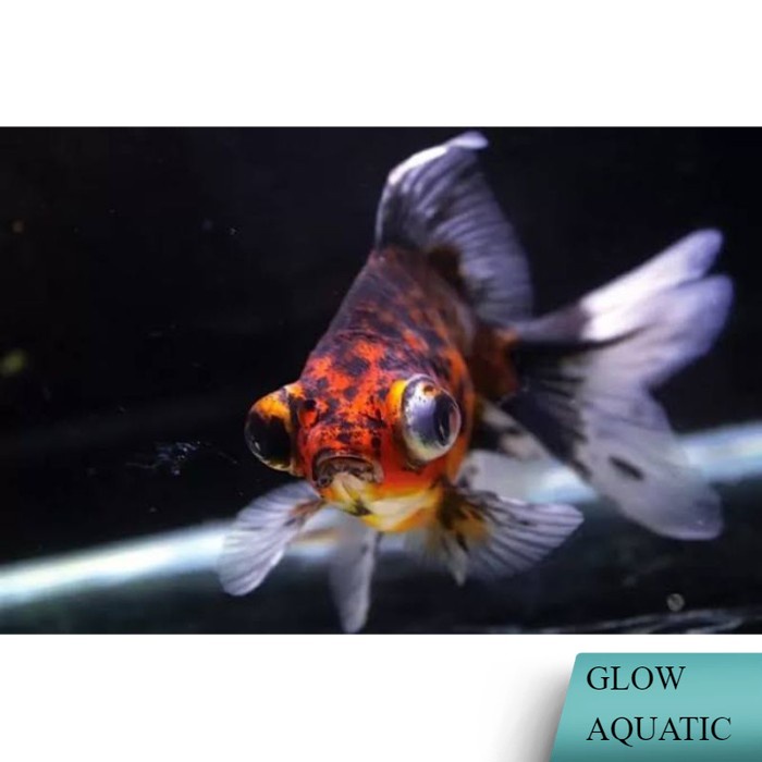 stiket Koki panda tricolor oranda tekim buldog black moor - Oranda pemanis aquarium