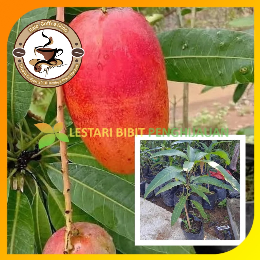 Bibit Mangga Miyazaki Tinggi 1 Meter Up Batang Besar