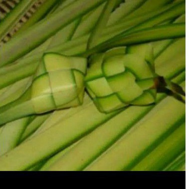 Janur kuning bahan ketupat janur muda