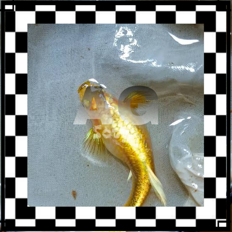 ISI AQUARIUM  guppy gold betina paket 5pcs
