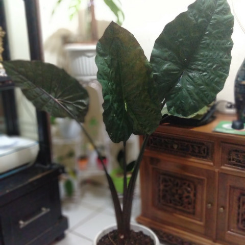 Tanaman Hias Alocasia Plumbea / Sente Hitam / Tales Hitam BIG SIZE+POT