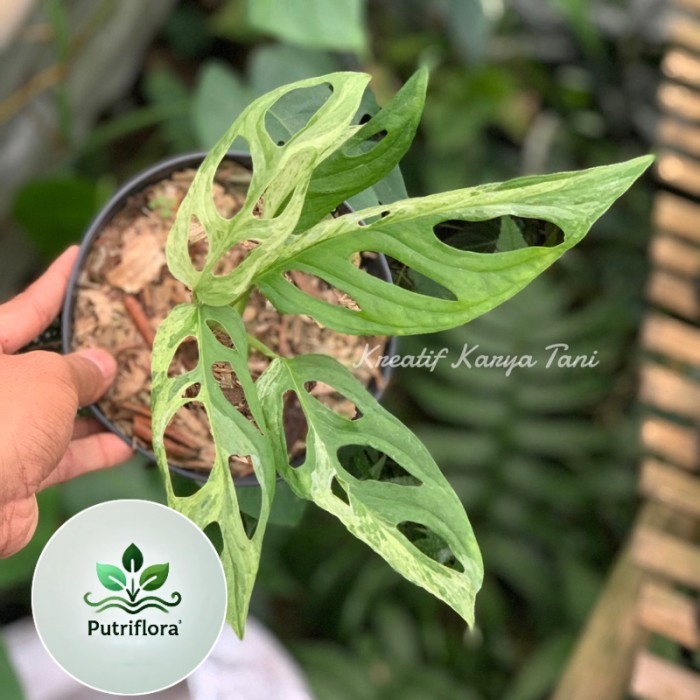 ( GRATIS ONGKIR ) Tanaman hias janda bolong varigata lokal - Janda bolong varigata