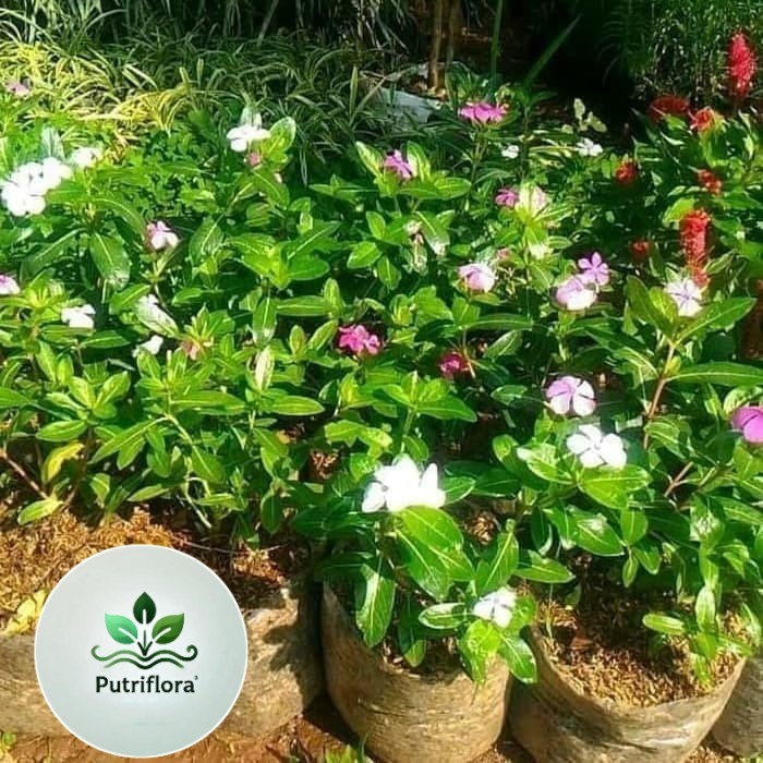 ( GRATIS ONGKIR ) bibit tanaman hias tapak dara - bunga tapak dara