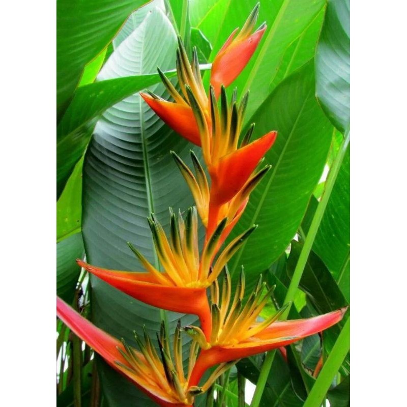 Tanaman Hias Heliconia Walet ( heliconia Cendrawasih)