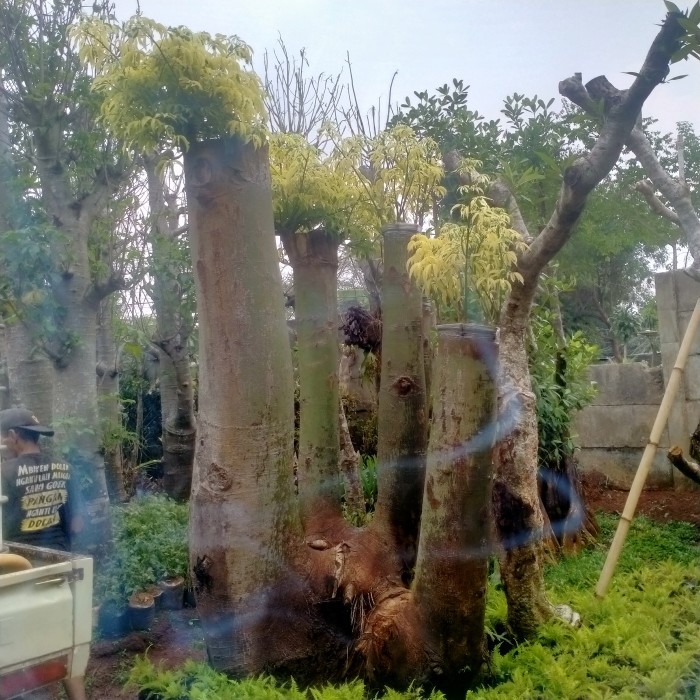 bonsai randu varigata/fosil kapuk randu varigata ukuran besar