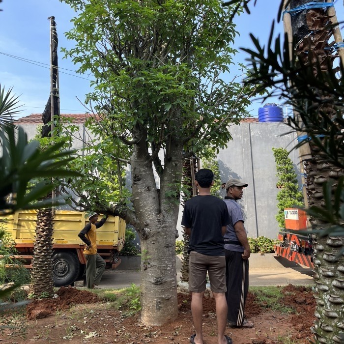 Pohon Baobab / Kaki Gajah || Pohon Peneduh Baobab Ukuran Super Besar